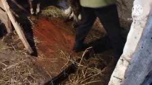 Каким комбикормом кормим коров и бычков в зимний период