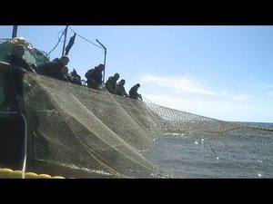 Рыбная промышленность Камчатки