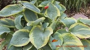 Хоста гибридная Самурай (hosta samurai) ? хоста Самурай обзор: как сажать луковицы хосты Самурай
