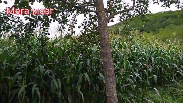 Что делать чтоб дерево плодоносило