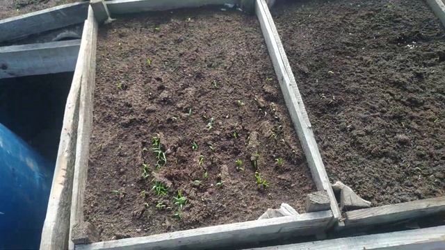 Посів помідора Асвон в ящики під пікіровку!! смотреть онлайн