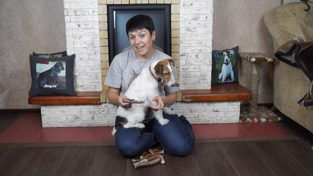 РОГА СЕВЕРНОГО ОЛЕНЯ ДЛЯ СОБАК//НАШИ ПОКУПКИ смотреть онлайн