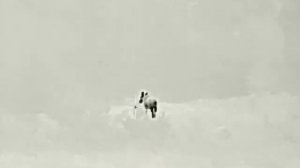 Лось 200 метров в тепловизор iray scp19w.