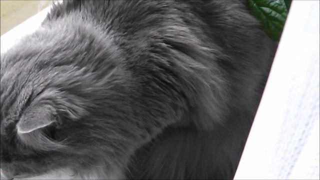 Мои цветы зимой и начало ремонта смотреть онлайн