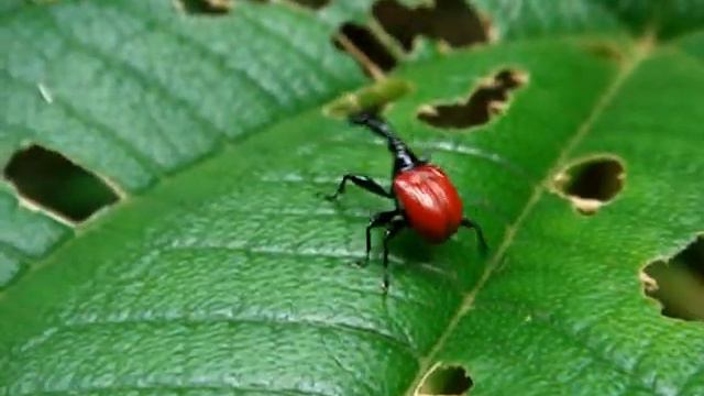 Giraffe-necked beetle from Mydagascar. смотреть онлайн
