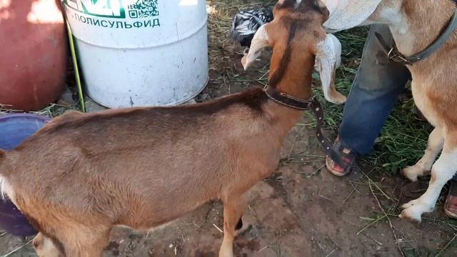 #128 Купили истощенную козу из жалости. #коза смотреть онлайн