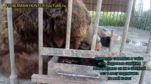 Медведь ест кедровые шишки