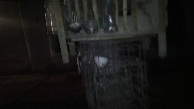 домашние кеклики смотреть онлайн