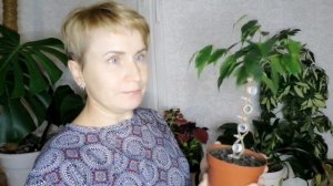 Формируем ствол Фикуса. Один ствол из двух растений.