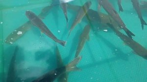 Очередной пруд без ряски - Амур всё сожрёт. Зарыбление мальком травоядной рыбы