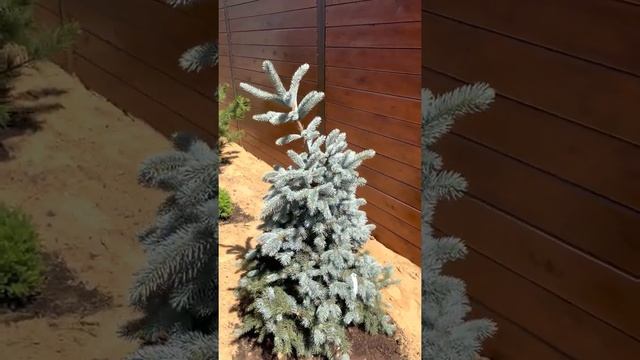 Новый сад. Ландшафтный дизайн своими руками смотреть онлайн