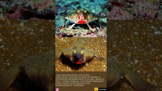 Топ 20 необычных животных мира. Красногубая рыба-ласточка shorts. Unusual. Shorts animals. №10. New смотреть онлайн