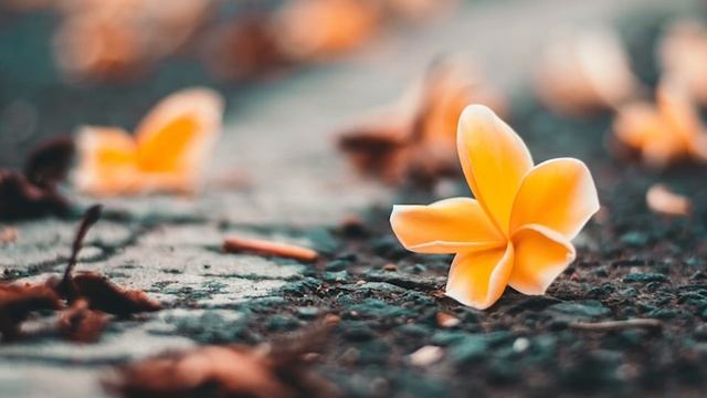 Евангелие дня. Чтимые святые дня. Прп. Евфи́мия Великого, иеромонаха (473). (02.02.2021)
