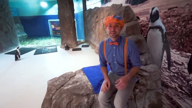 Blippi Visits Penguins At The Zoo! | Educational Animal Videos For Kids