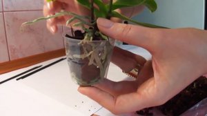 Как посадить орхидею (мини)