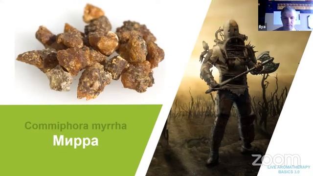 Свойства эфирного масла Мирры по образу растения смотреть онлайн