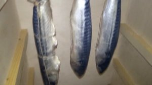 Скумбрия Холодного Копчения на коптильне Hobbie Smoke.