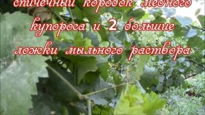 Оидиум винограда. Меры борьбы.