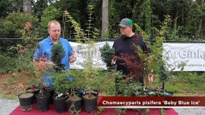 Chamaecyparis pisifera 'Baby Blue Ice' | Blue Evergreen Conifer | MrMaple Clips
