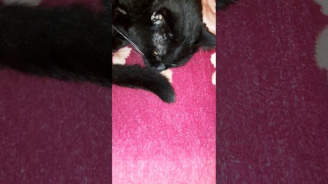 КОТ НОС ПРИКРЫЛ, ПАЛЕЦ В РОТ НЕ КЛАДИ#любимыйкот#черныйкот #домашниеживотные#милыекотики#happycat смотреть онлайн