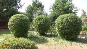 Как я стригу жасмин садовый (чубушник)?  How I Prune My Mock Oranges?