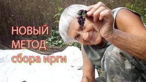 новый метод сбора ирги.mp4