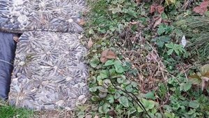 Посади Виноград Амурский - Vitis amurensis растет без вас! Без ухода изюм в Подмосковье.