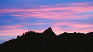 почему чернеют листья грецкого ореха