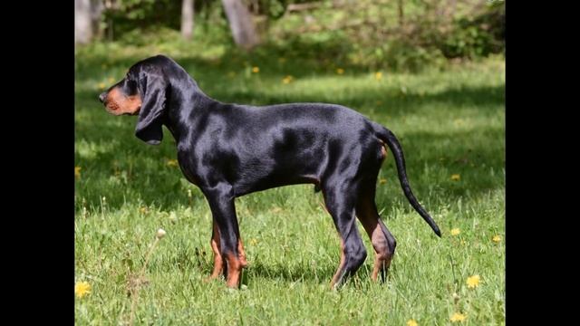 Черно-подпалый   Coonhound/Black and Tan Coonhound (порода собак HD slide show)! смотреть онлайн