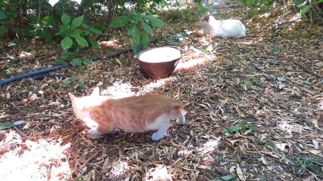 Есть Солнышко на небе, а есть и в Интернете. И оба Солнца любят все - и взрослые и дети... смотреть онлайн