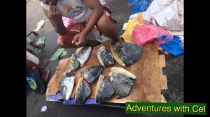 Suva and Lautoka FIJI travel  vlog