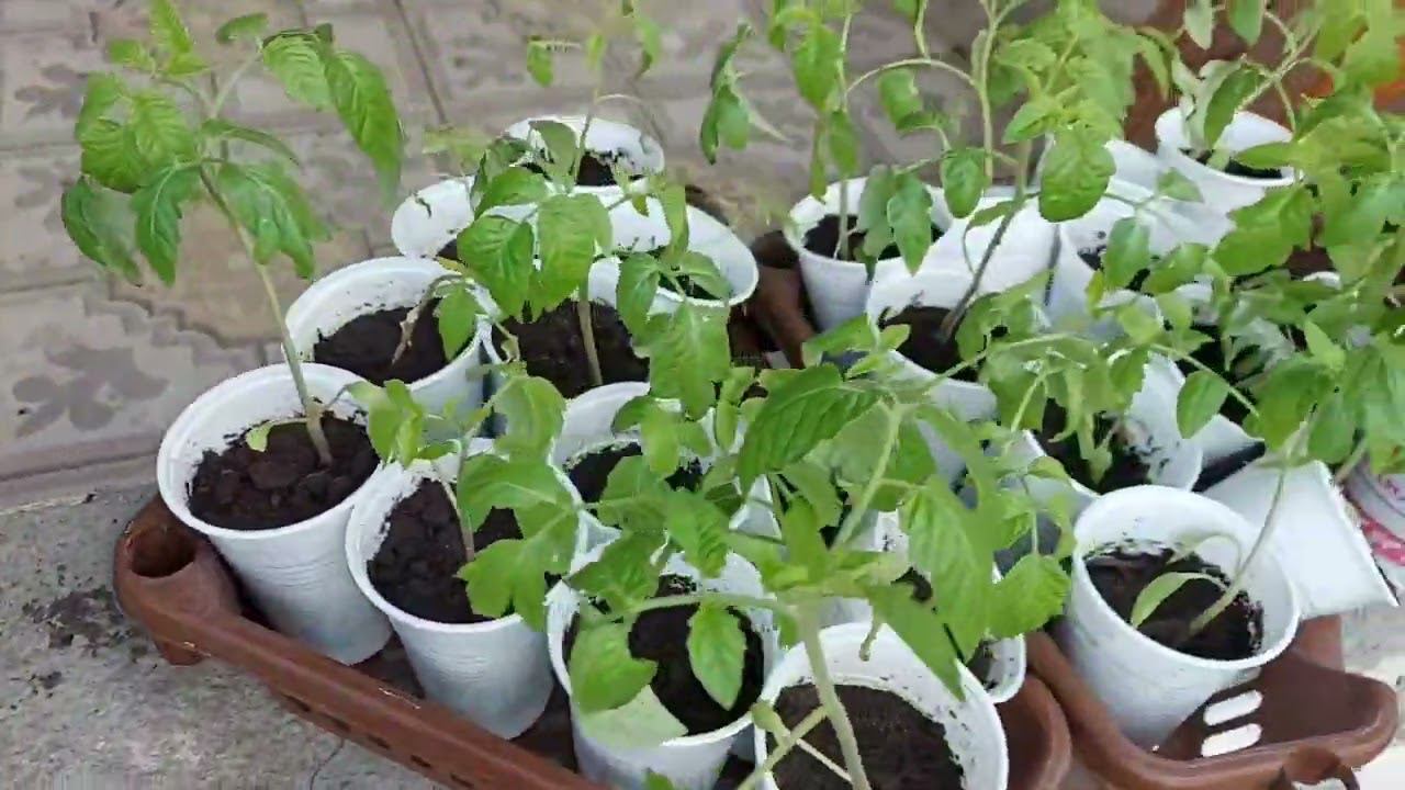 Влог:30.04.2022 весенние хлопоты/огород и полисадник/борьба с пыреем/