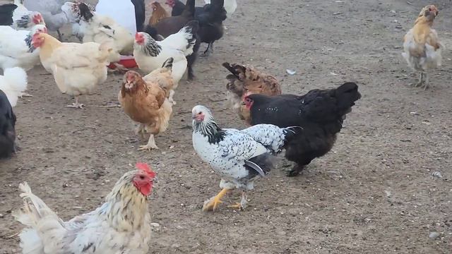 СКОЛЬКО ЖЕ НАС НА САМОМ ДЕЛЕ/ СЕЛЬЧАНКА В АМЕРИКЕ