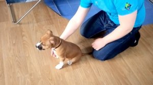 Вырабатываем выдержку у стаффордширского терьера