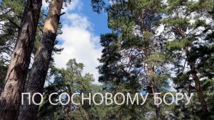 По сосновому бору. Новосибирск. iPhone 13 Pro Max video