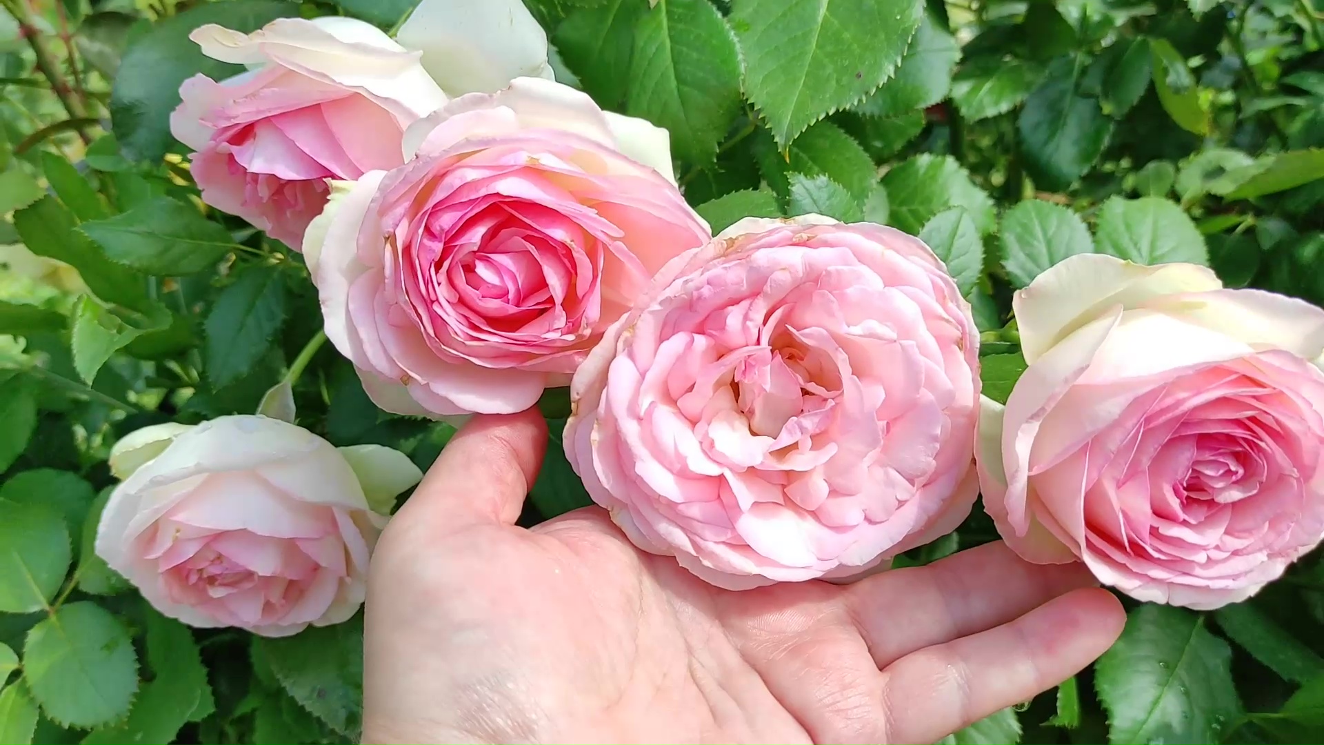 Summer Rose роза