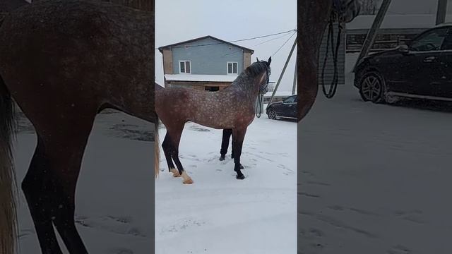 Орловский жеребец 2017г