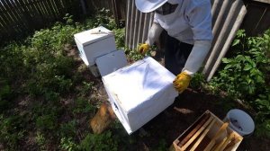 Продолжаем расширять отводки на матках бакфаст