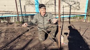 Высоко штамбовая формировка винограда.Как сформировать куст.