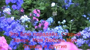 Синие флоксы в питомнике