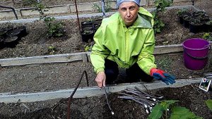 инжир. размножение чубуками.