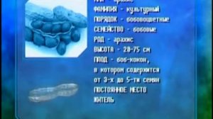 Биология 36. Императорские пингвины. Арахис — Академия занимательных наук