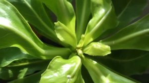 Brighamia Insignis in Flower