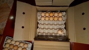 Инкубационное яйцо бройлера КОББ-500, 65 грамм почтой