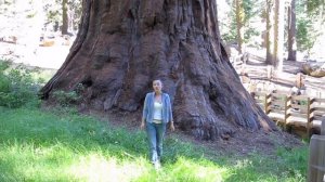 Секвойи - самые огромные и древние деревья.
