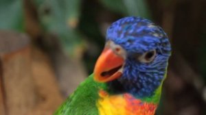 РЕЛАКС ЗВУКИ ПРИРОДЫ ПЕНИЕ ПТИЦ ДЖУНГЛИ_RELAX SOUNDS OF NATURE BIRD SINGING.mp4