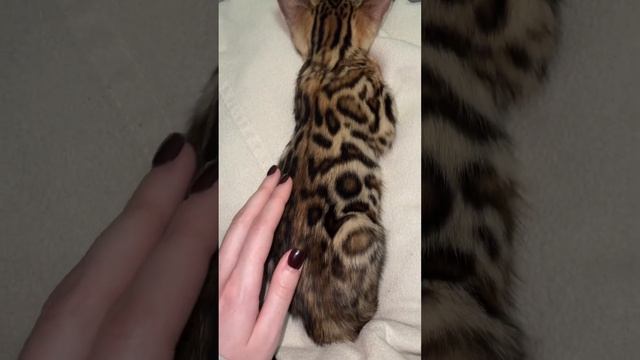 окрас бенгальского котёнка? #bengalcat #бенгальскаякошка #бенгальскиекотята