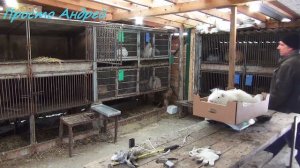 КАКОЙ  вес самца нутрии  разведение  в домашних условиях