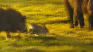 Кабан – бронированный танк! Ловит рыбу, ест падаль и охотится на больных животных.