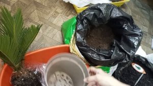 Цикас Революта. Моя новинка.